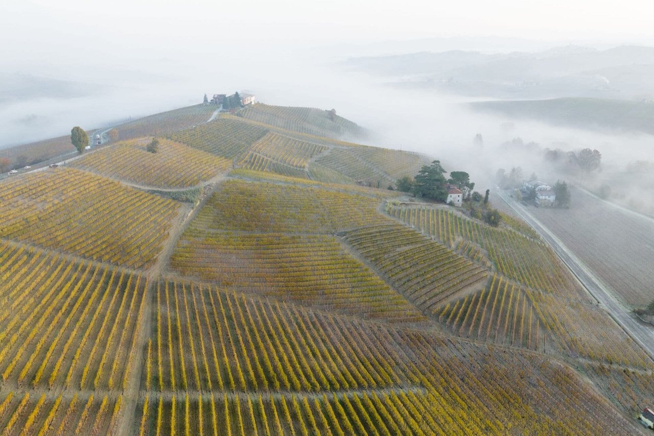 Autumn fog over vineyards in the Langhe hills near Monforte d'Alba