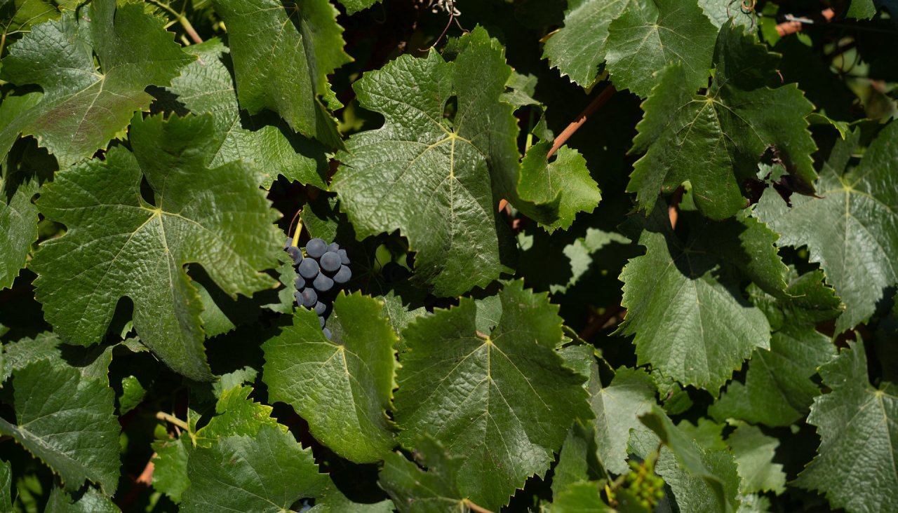 A cluster of Nebbiolo grapes among the vine leaves