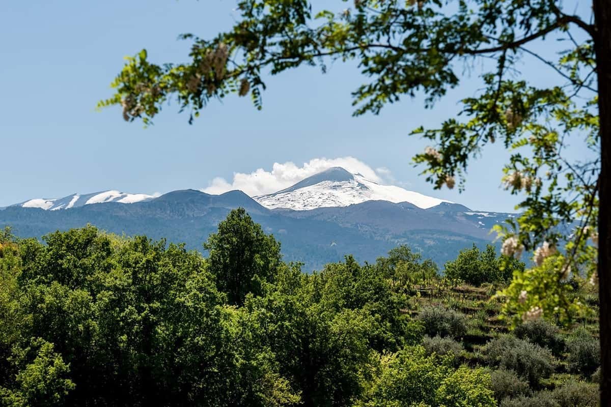 Snow-capped Mount Etna seen over trees and vineyards from Firriato's Cavanera estate