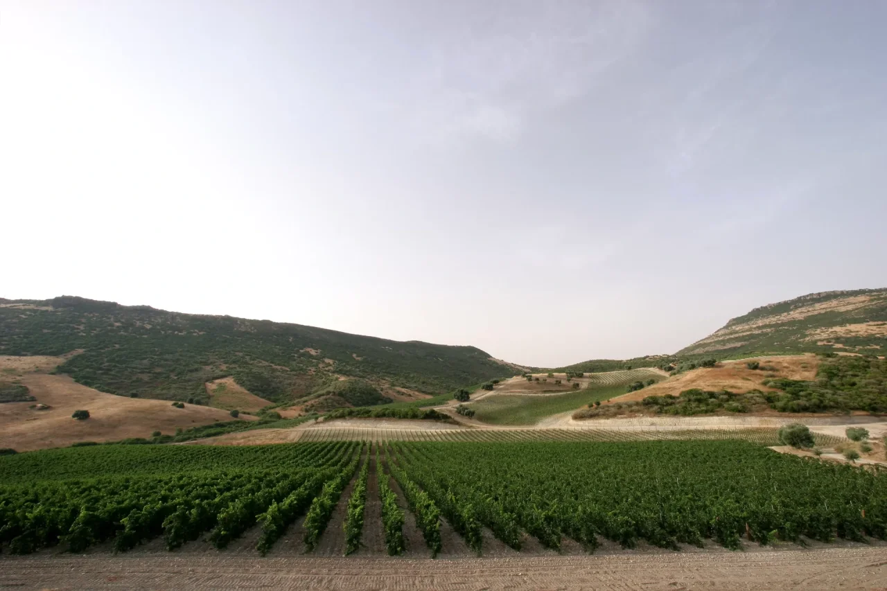 Agricola Punica's vine rows running down towards the hills of the Sulcis, south-west Sardinia