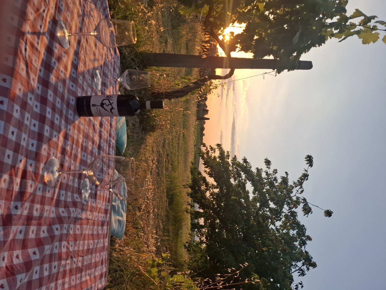 Picnic in the Vineyards at Casale Mattia in Montecompatri at Casale Mattia
