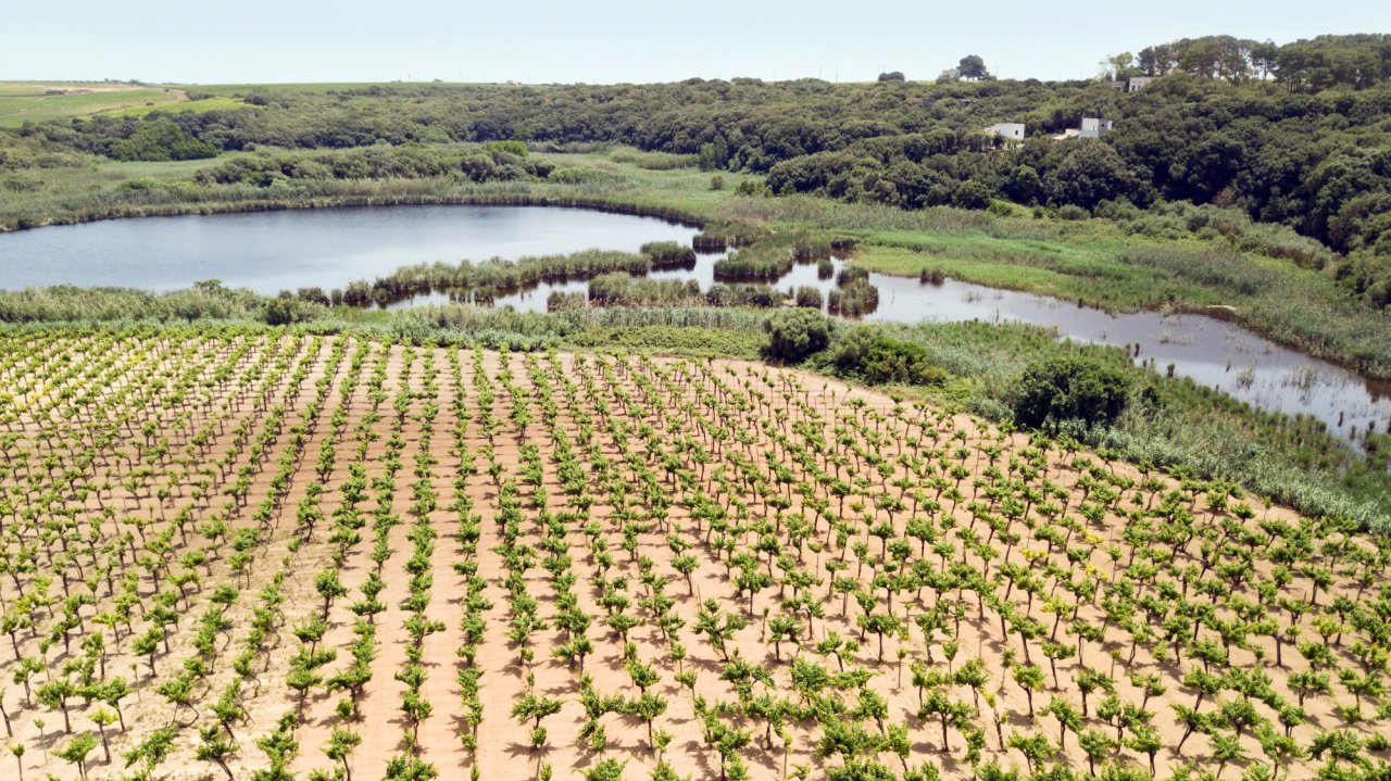 Rows of low vines on pale sandy soil at Tenuta Gorghi Tondi, running down to a reed-fringed lake with woodland behind.