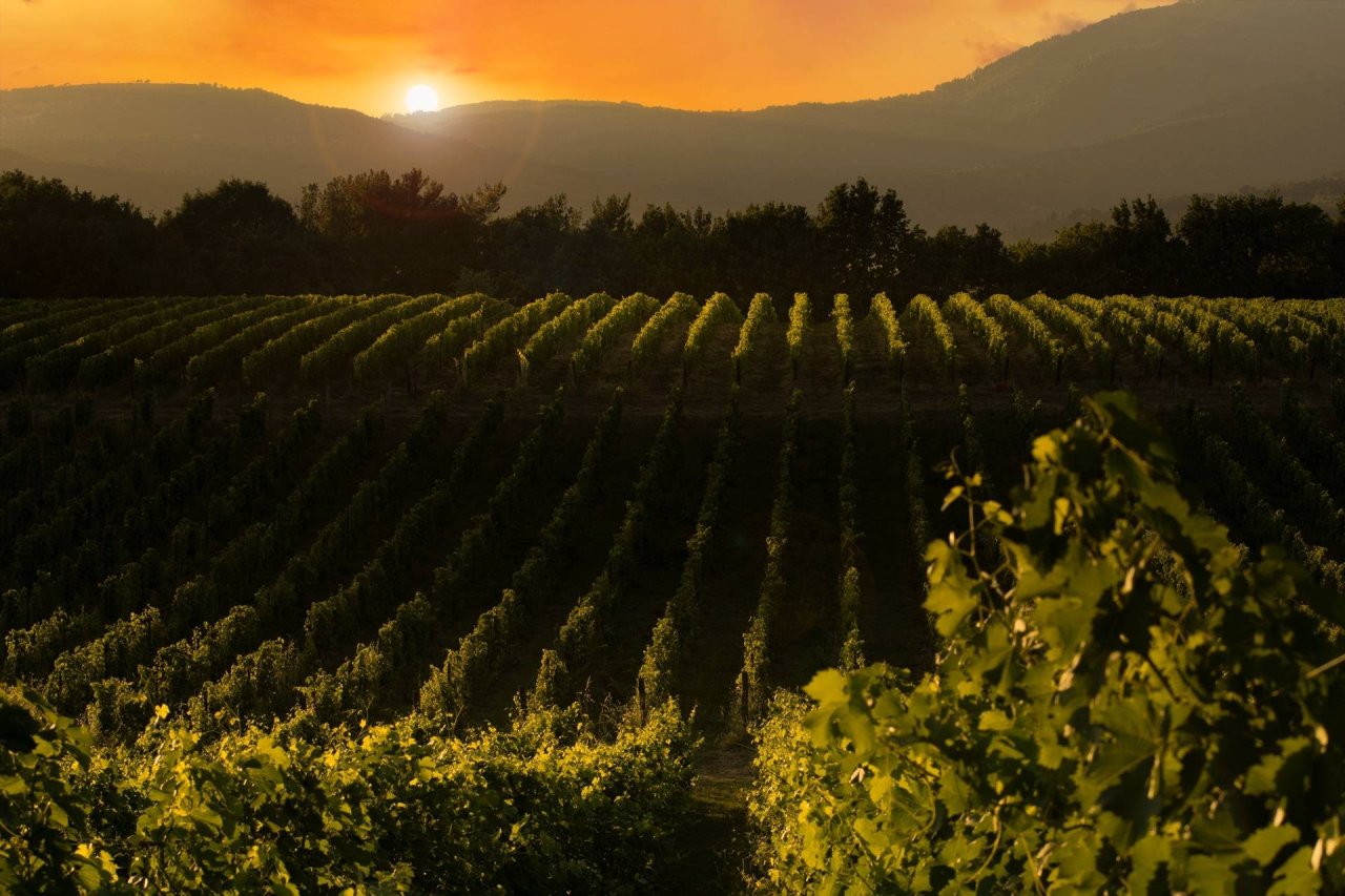 Cult Wines at Tenuta Sette Ponti
