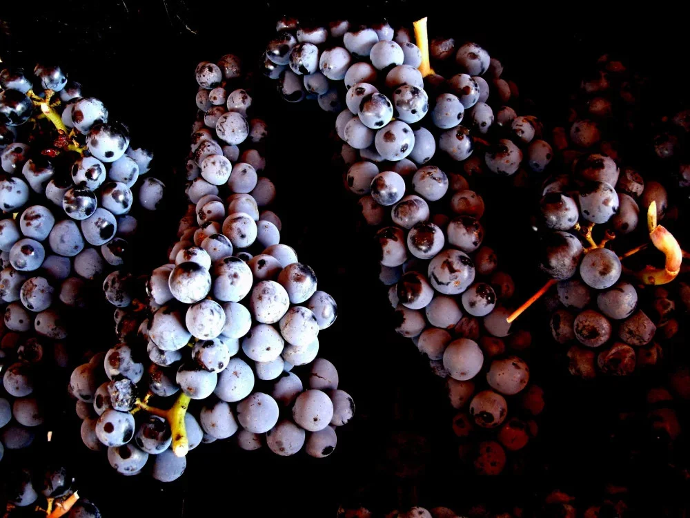 Ciliegiolo wine experience at Sassotondo Organic Winery in Maremma at Sassotondo