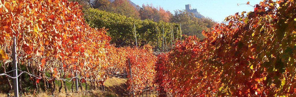 La Crotta di Vegneron winery image 5