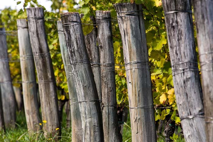 La Castellada winery image 3