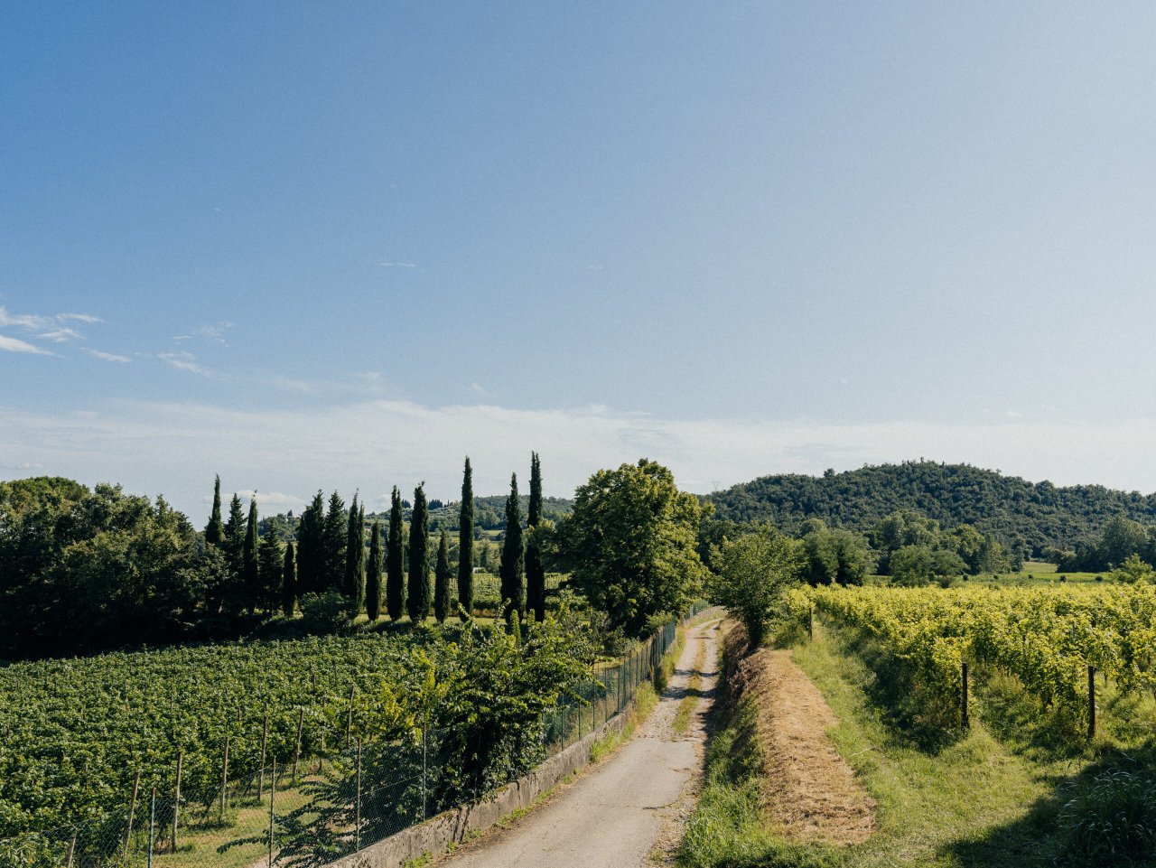 A cypress-lined track between C&agrave; Maiol vineyards near Desenzano del Garda