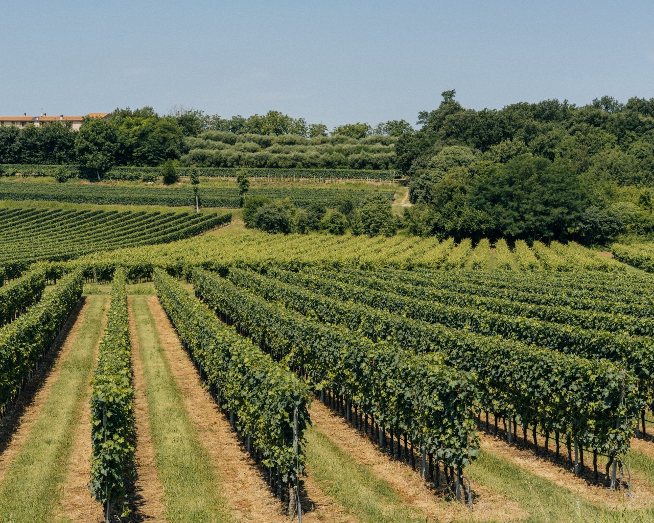 C&agrave; Maiol vineyard rows on the flat Lugana land south of Lake Garda
