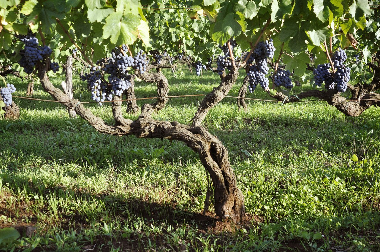 Damiano Ciolli winery image 2