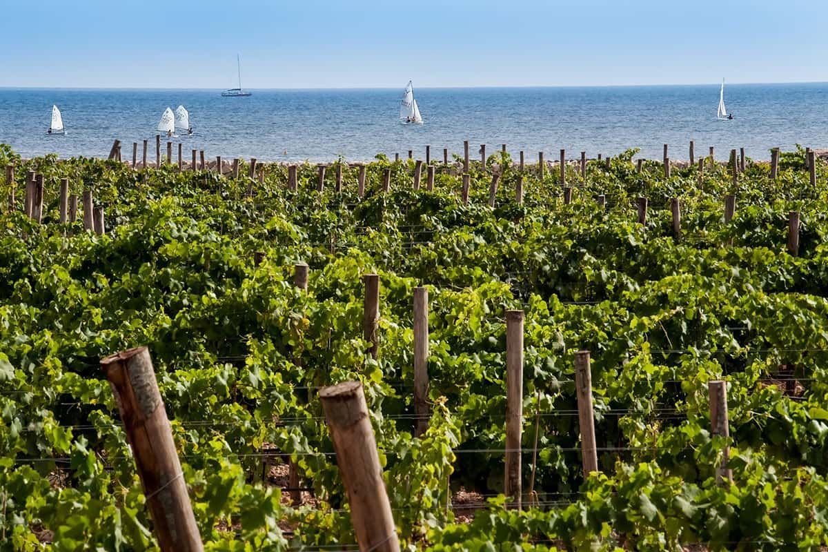 Vines at Firriato's Calamoni estate on Favignana with sailing boats on the sea behind them