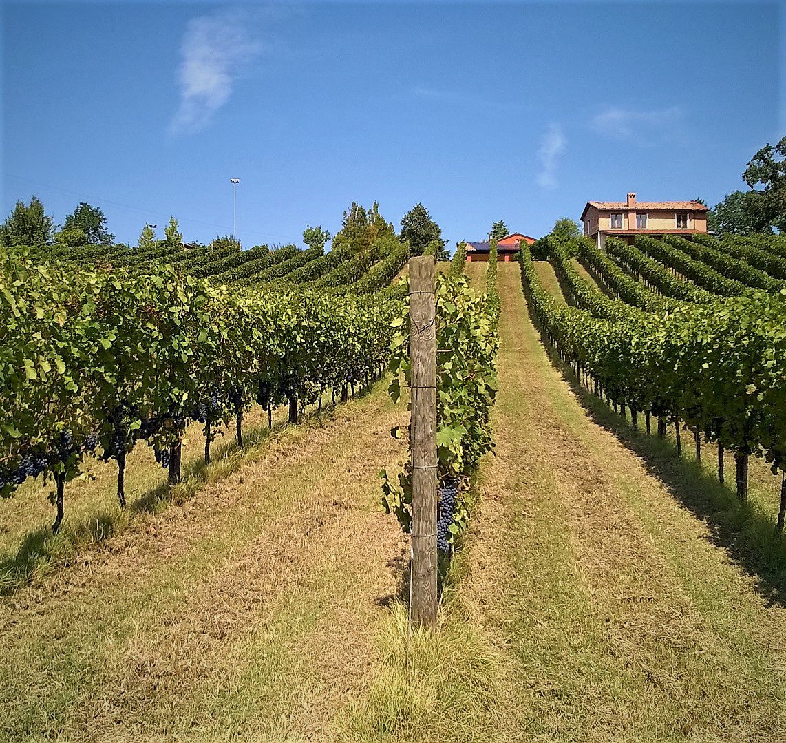 Rows of vines on a slope with farm buildings above, from Villa Oppi's own gallery