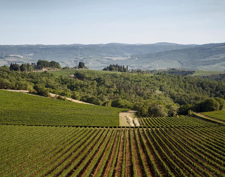 Castello della Sala winery image 3