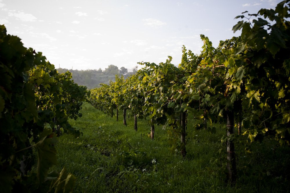 Rows of leafy vines at Casale Mattia in low evening light, with the wooded hill behind