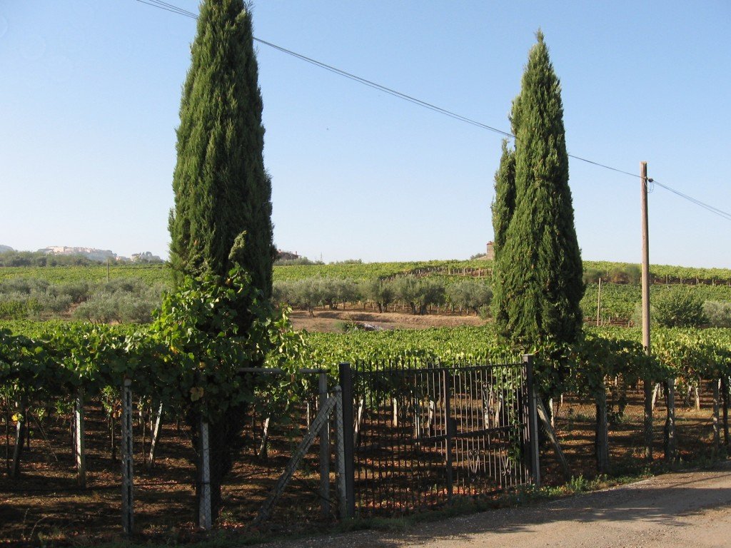 Two tall cypresses beside a vineyard row at Casale Mattia under a blue sky, with the valley behind