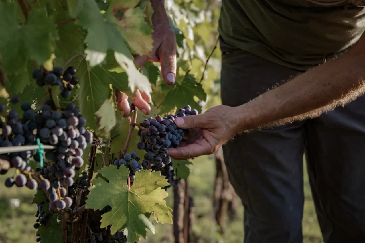 Discovering the secrets of our wines at Castello di Radda
