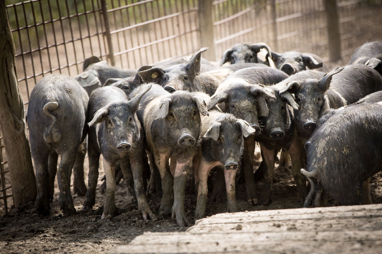 Young dark-coated pigs crowding together in a pen at Fattoria San Michele a Torri.