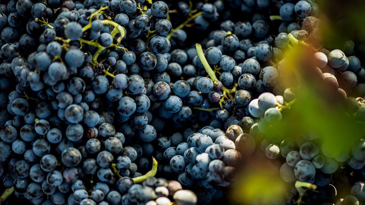 Casa Vinicola D&rsquo;angelo winery image 3