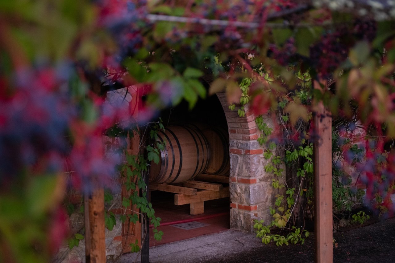 Guided visit and tasting at Castello dei Rampolla