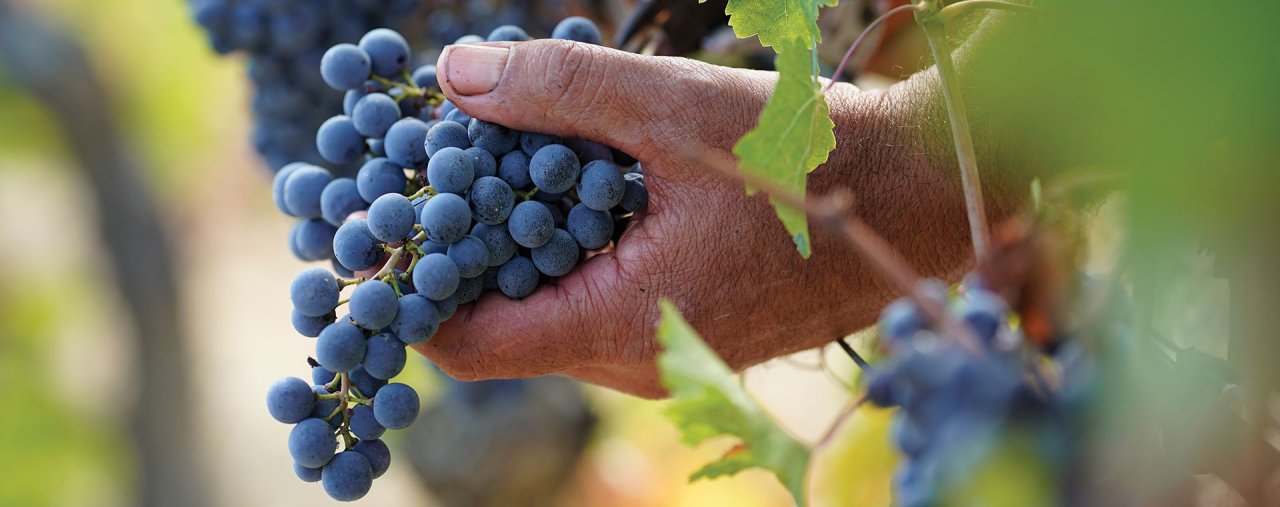 Agricola Punica winery image 2