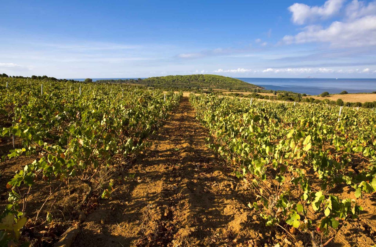 Cantina Santadi winery image 4