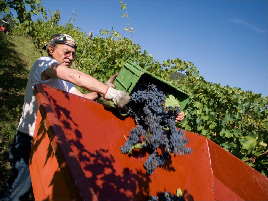 A picker tipping a crate of black grapes into a red trailer during the Cantine Zanchi harvest