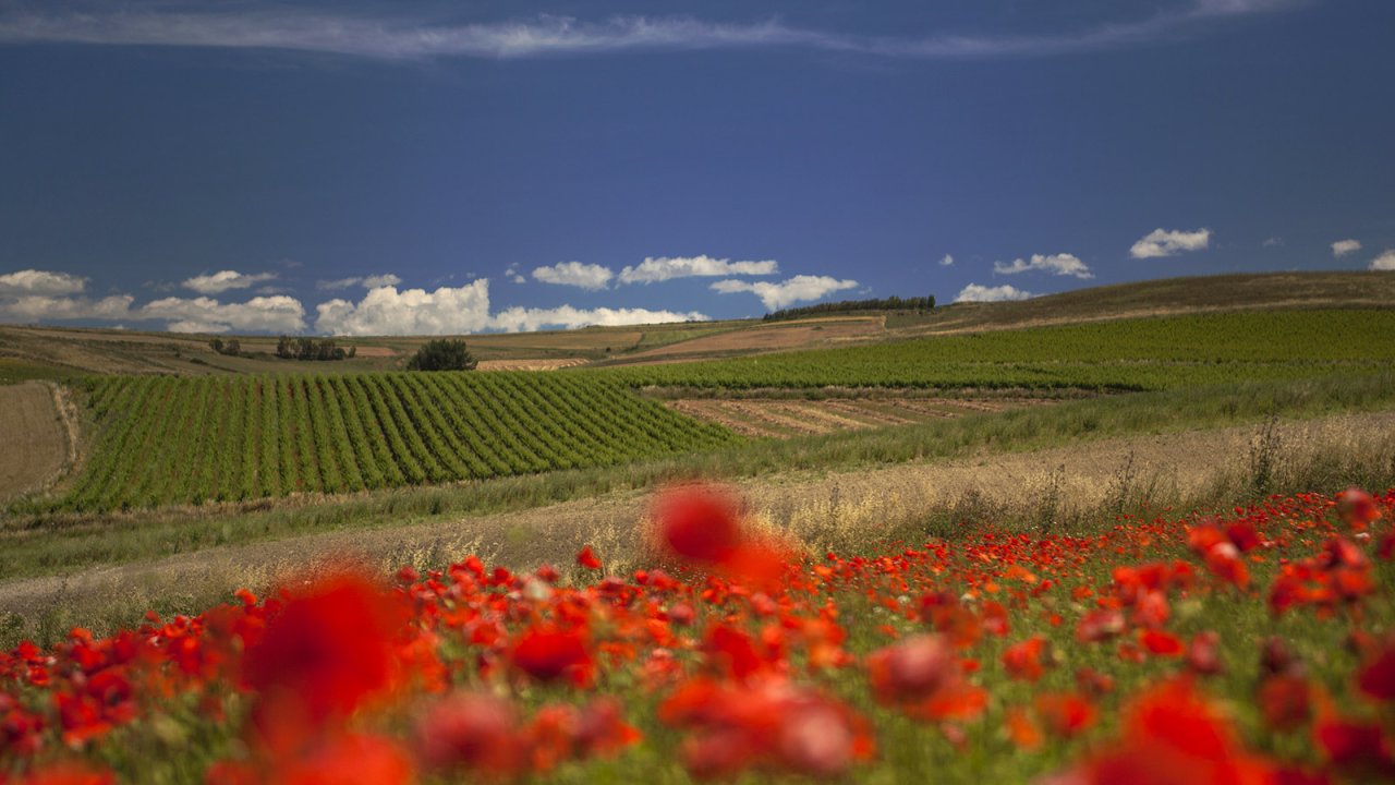 Argiolas winery image 2
