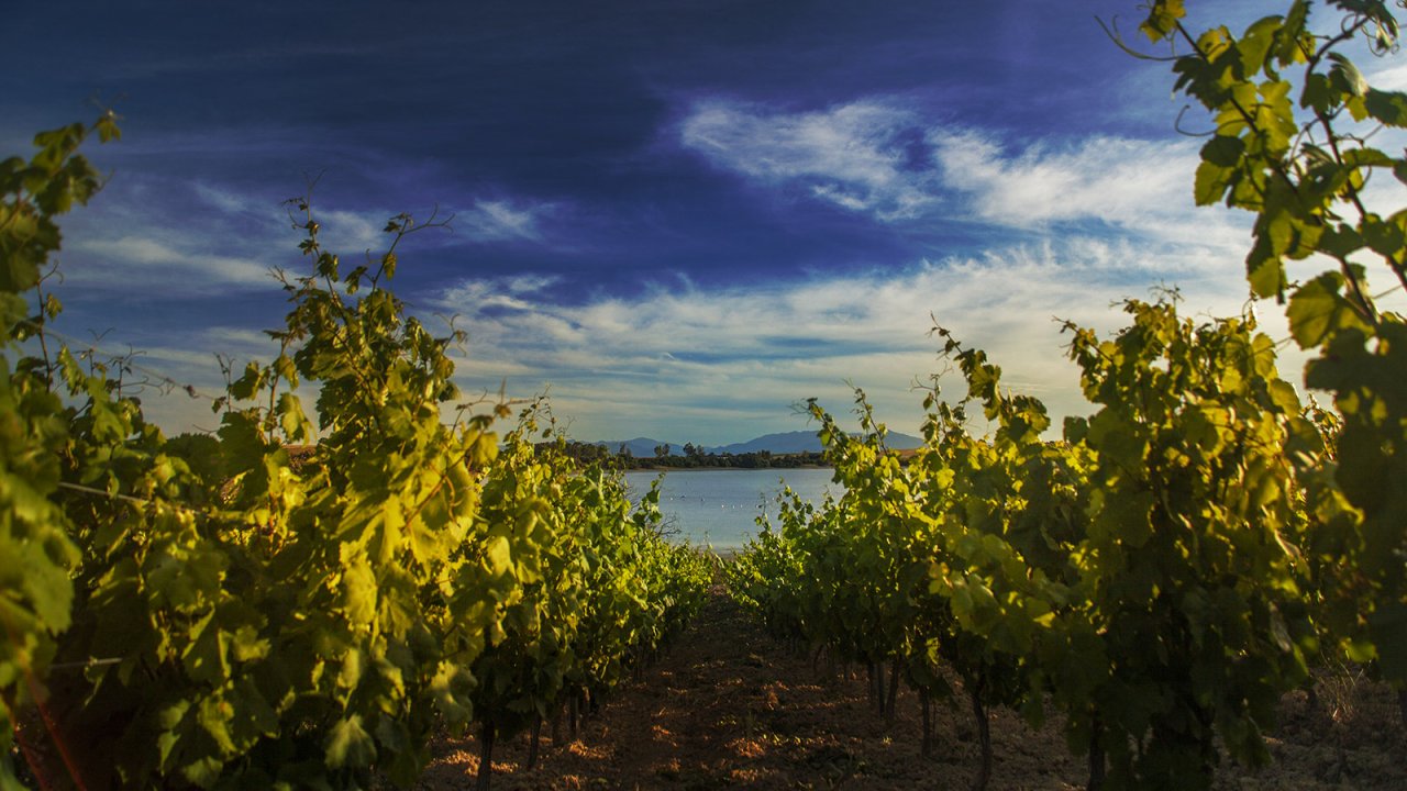 Argiolas winery image 3