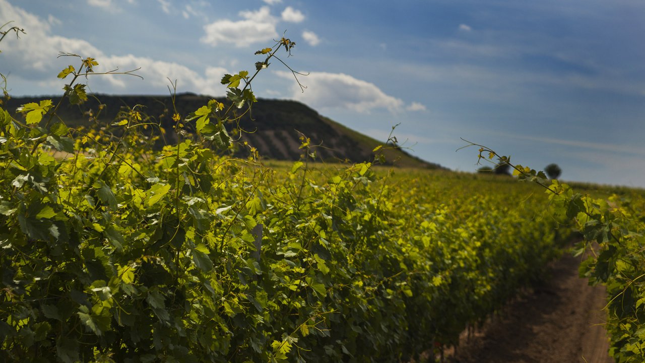 Argiolas winery image 4