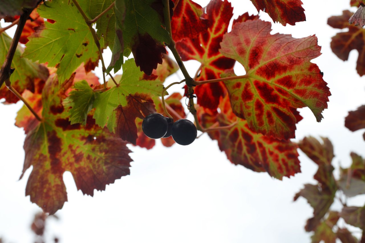 Azienda Agricola Mustilli winery image 1