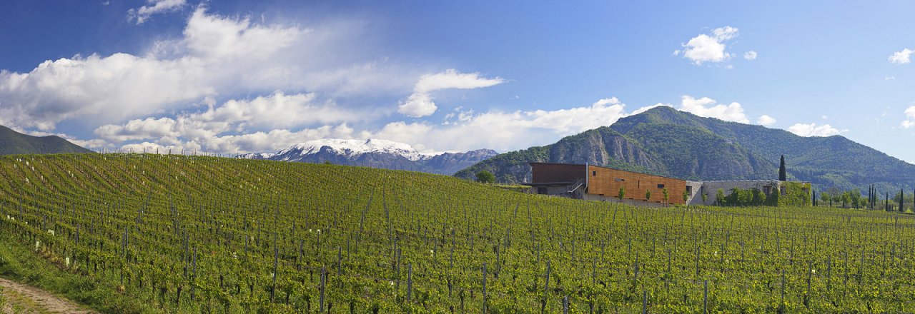Barone Pizzini vineyards below the hills of Franciacorta, with the winery in the distance