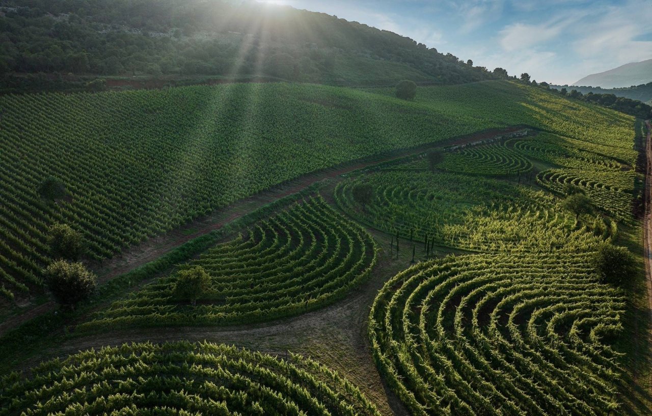 Limito - The Vineyard Labyrinth at Azienda Agricola Carpineti Marco