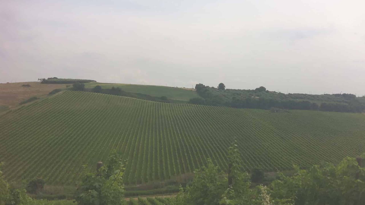 Catabbo winery image 3