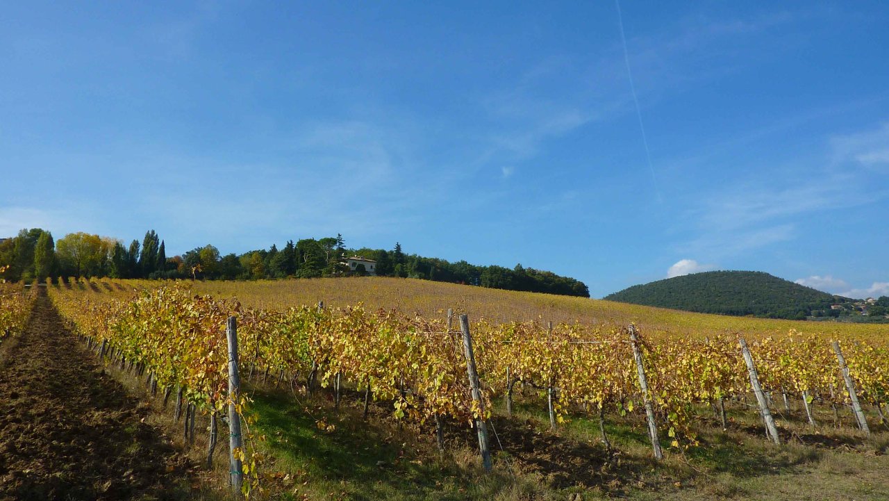 Vines turning yellow in autumn under a blue sky in a Cantine Zanchi vineyard