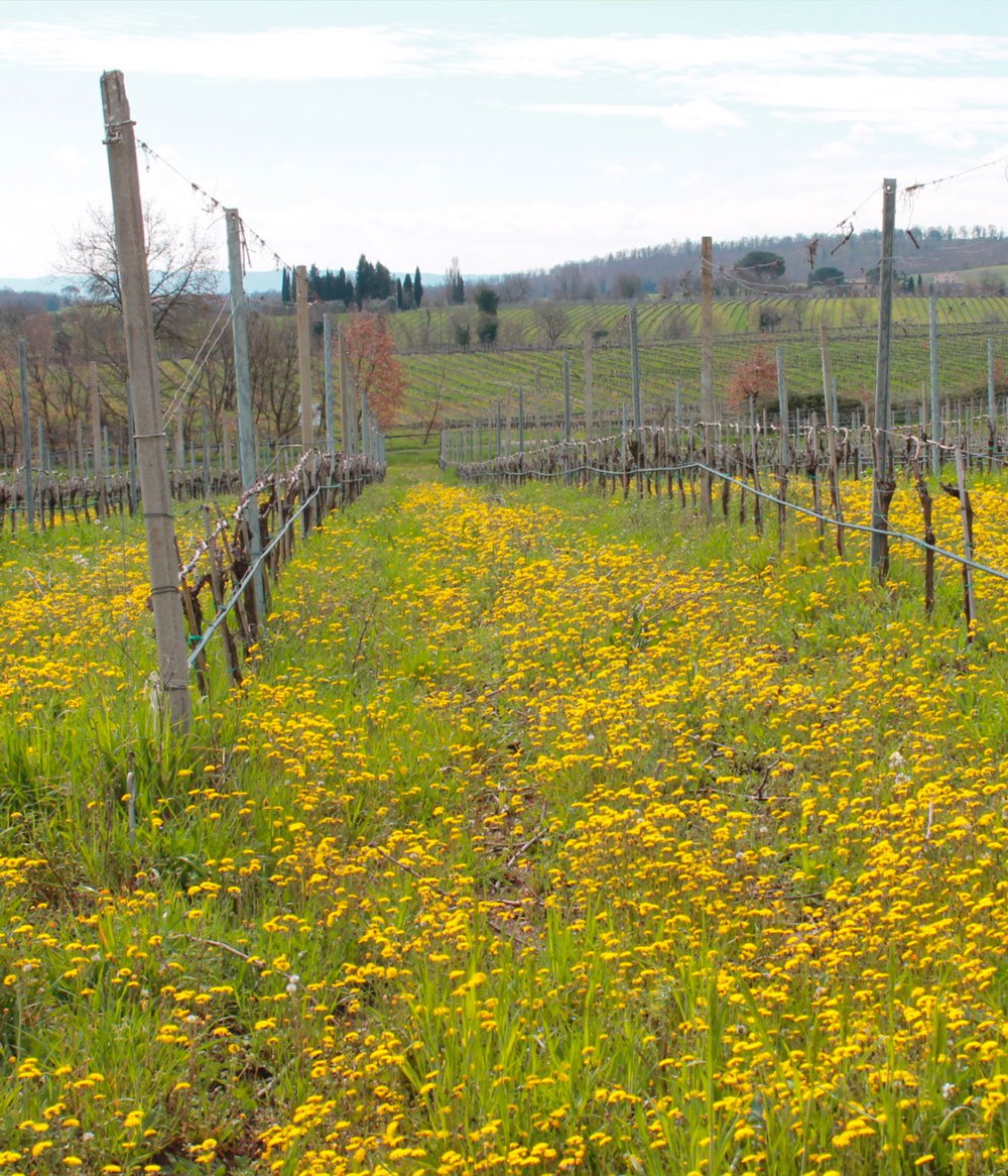 Mottura Sergio winery image 2