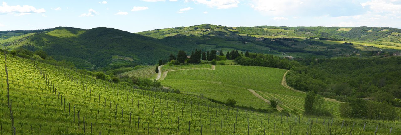 Querciabella winery image 3