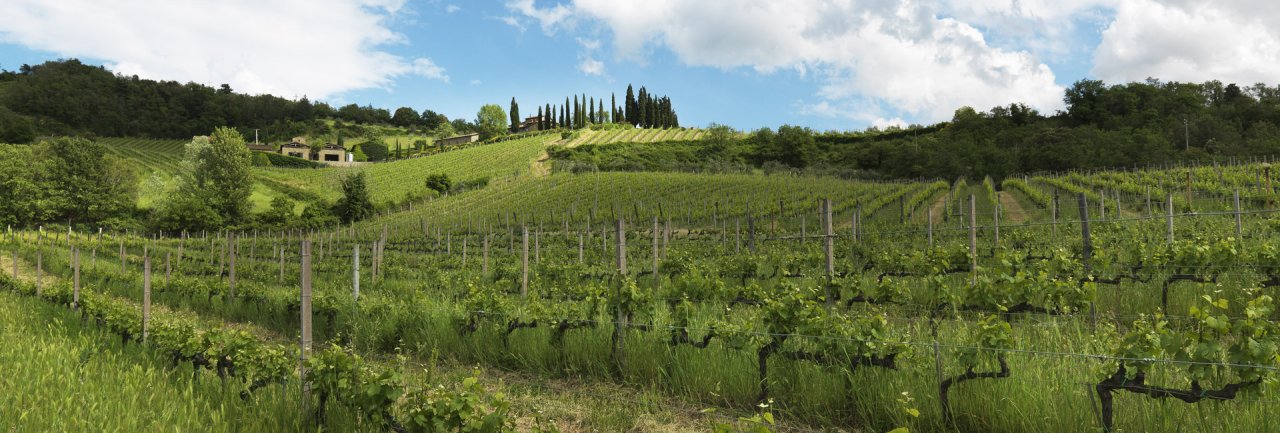 Querciabella winery image 4