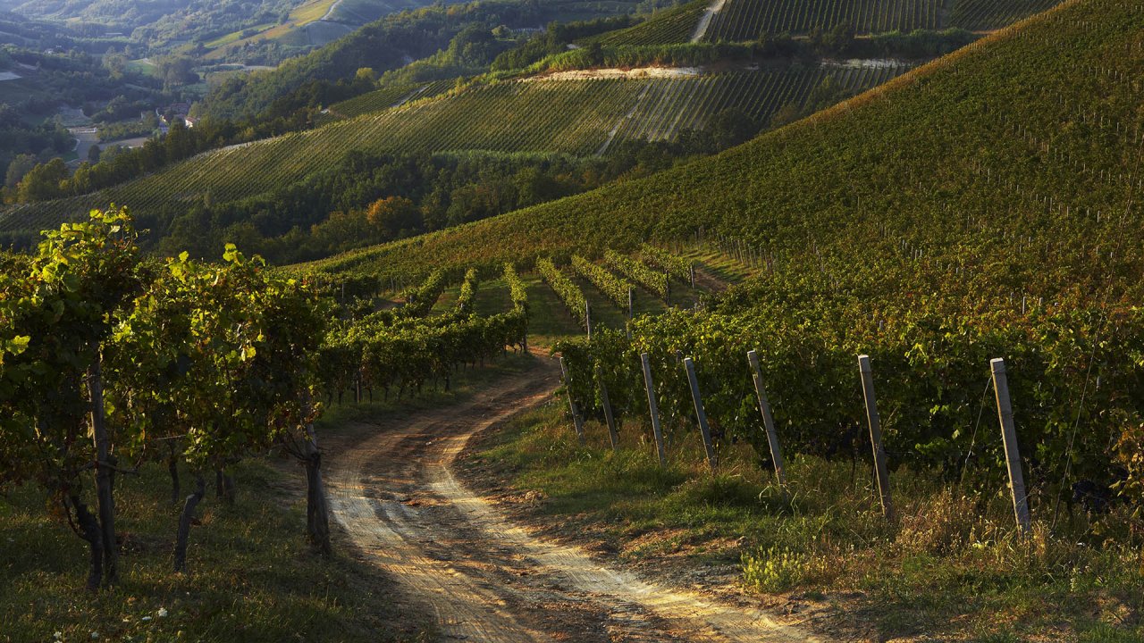 A dirt track winding between vineyards on the Monferrato hills farmed by Araldica growers