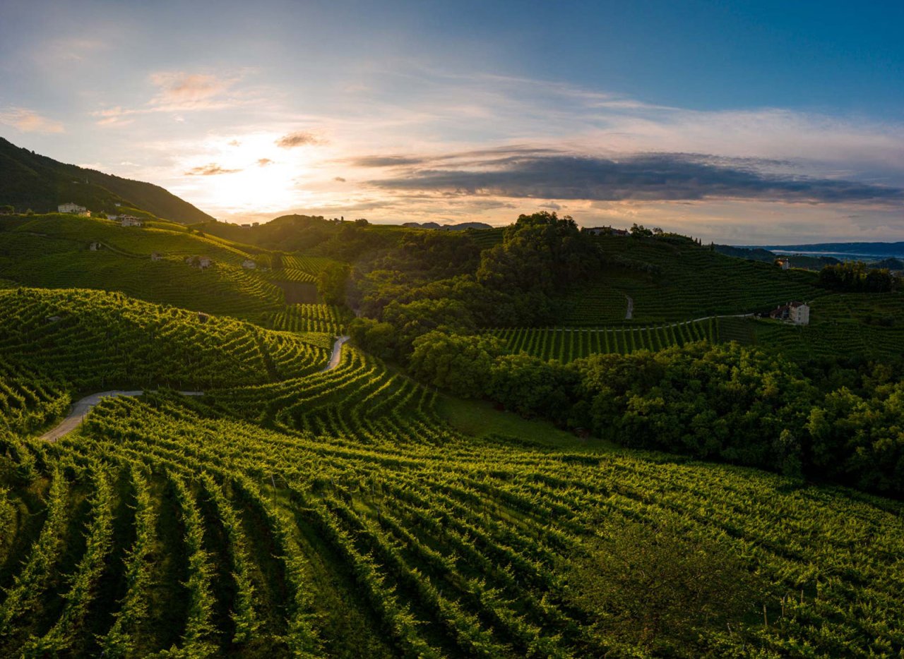 Vineyards on the Prosecco hills around Valdobbiadene at sunset