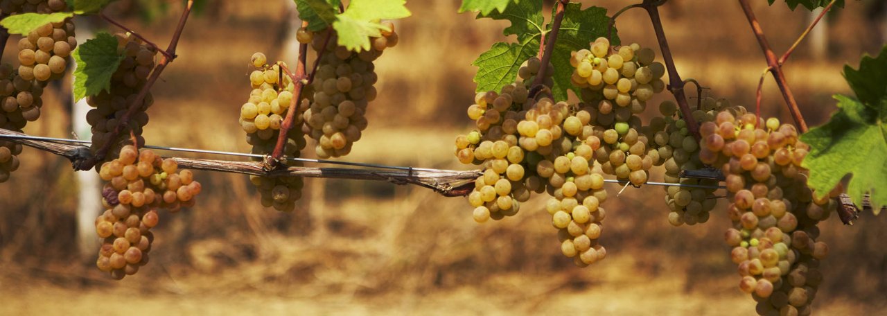 Golden bunches of white grapes hanging on a wire in an Araldica vineyard