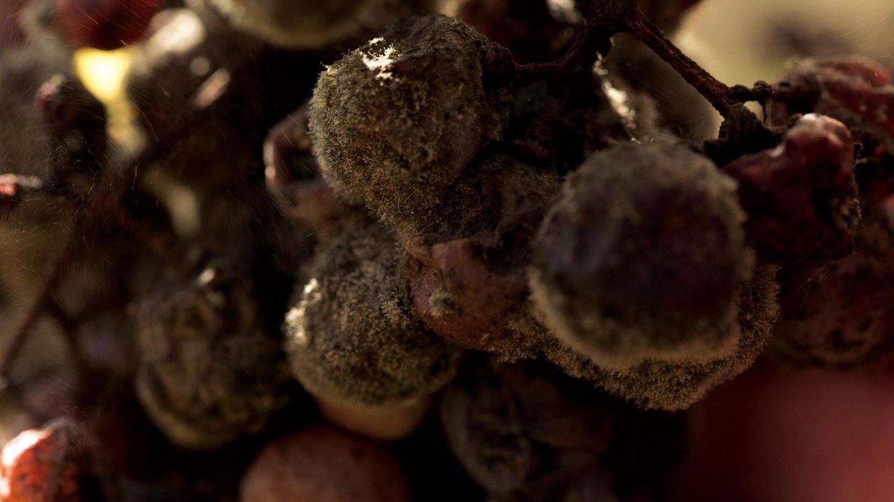Grapes covered in noble rot, Botrytis cinerea, at Barberani