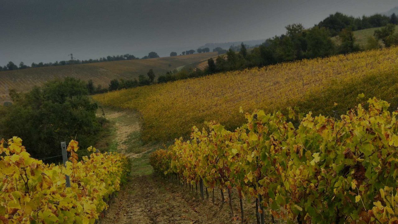 A path between golden autumn vines at Barberani
