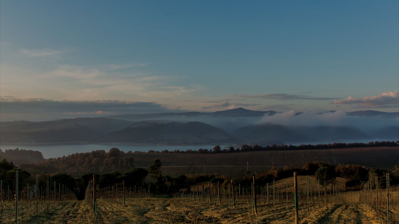 Vine rows at Barberani with Lake Corbara and morning mist beyond