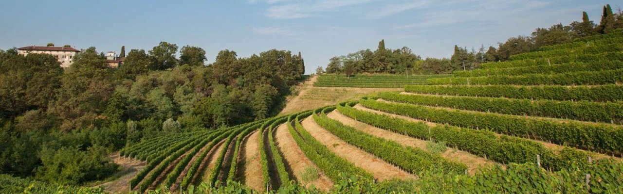 Bastianich winery image 3