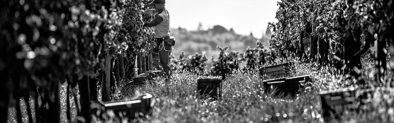 Bastianich winery image 4