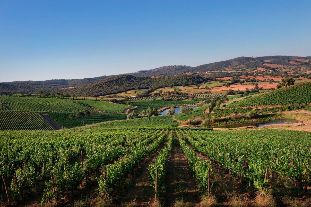 Premium Wine Tours at Belguardo