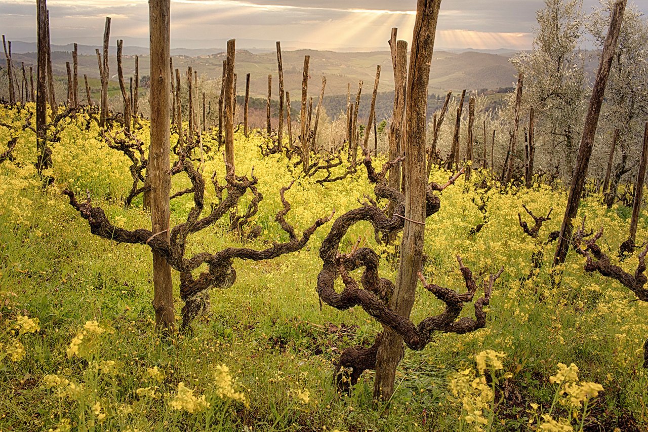 Bibi Graetz winery image 2
