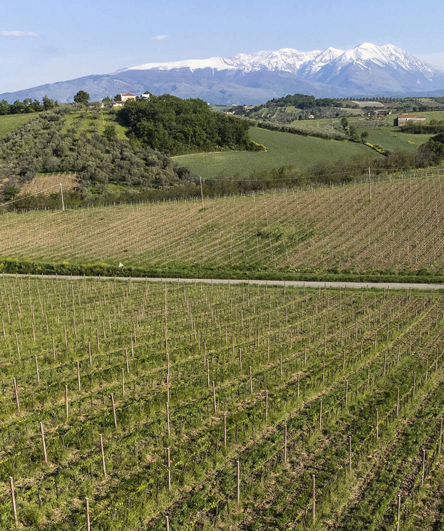 Agricola Tiberio winery image 5