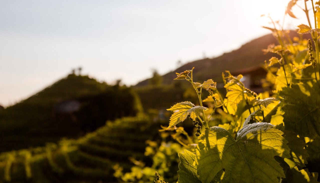 Low sun through the vine leaves on a Bisol slope at Valdobbiadene