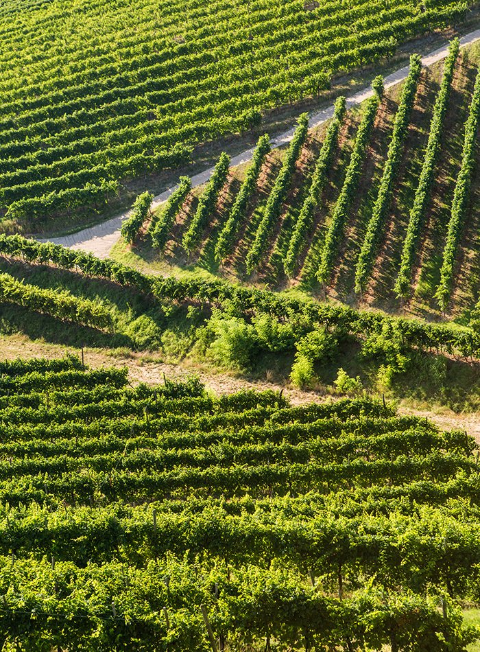 The Crus: six wines from six slopes at Azienda Agricola Bisol