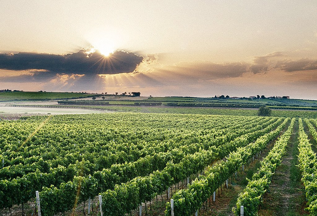 Cantine Borgo di Colloredo winery image 1